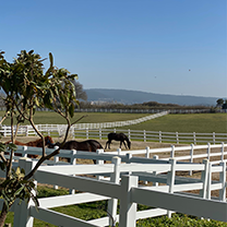 MOZAİK WINERY — 4